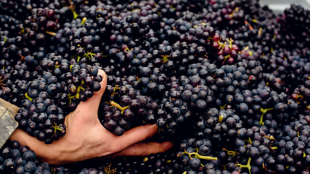 harvest in the vineyard