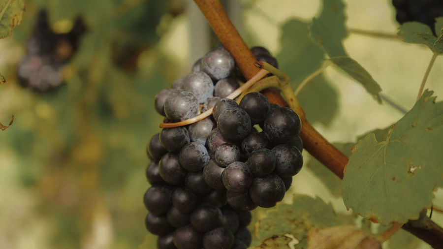 Harvest 25 image 2