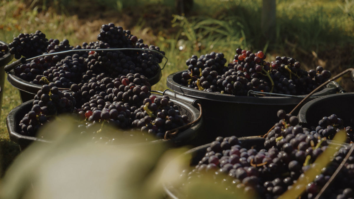 Harvest 25 image 5