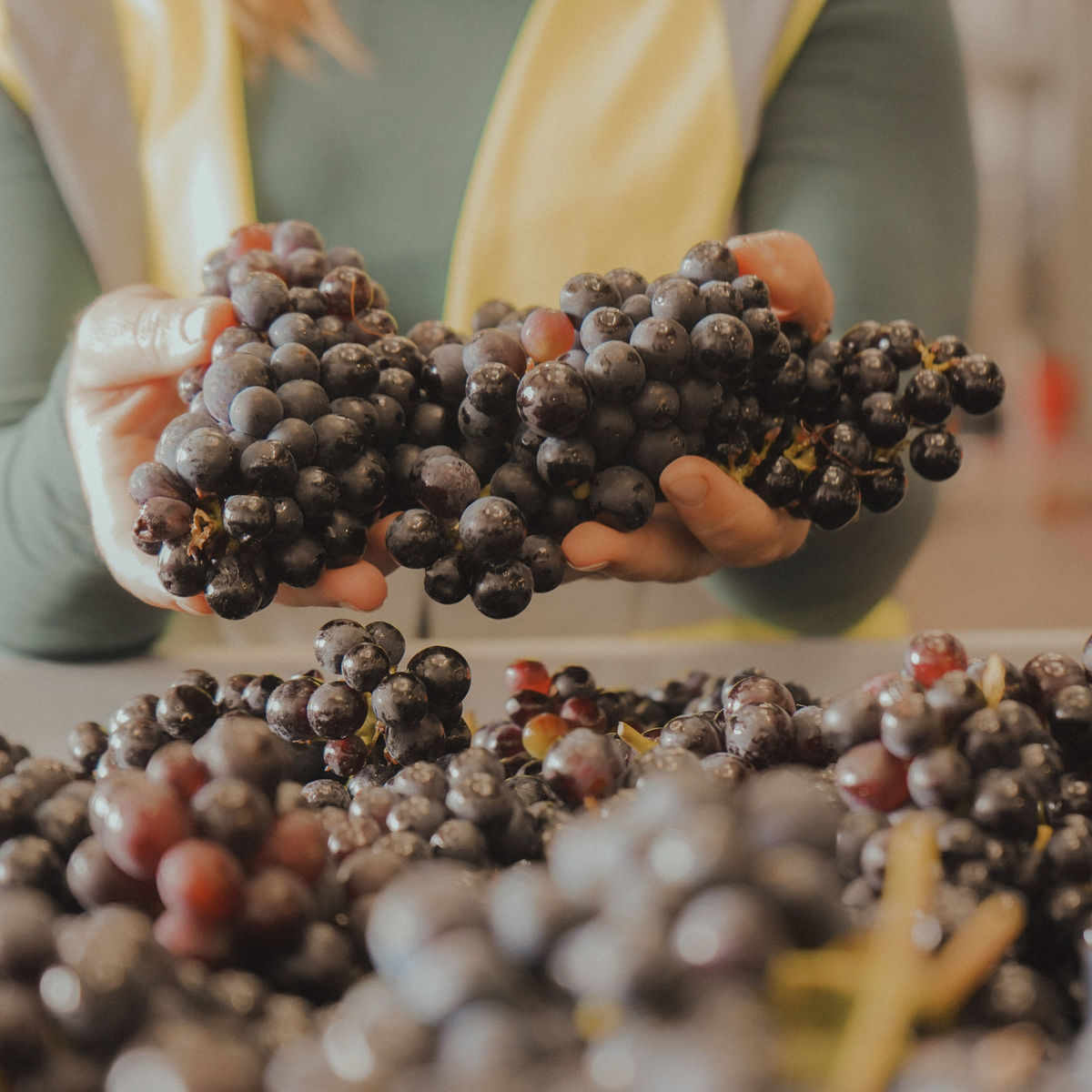 Harvest 25 image 7