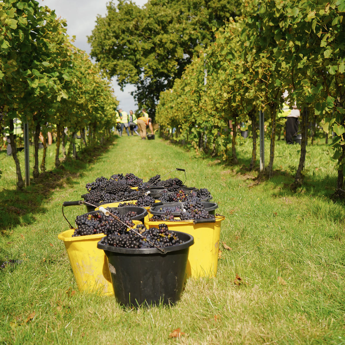 Buckets and berries harvest 2025