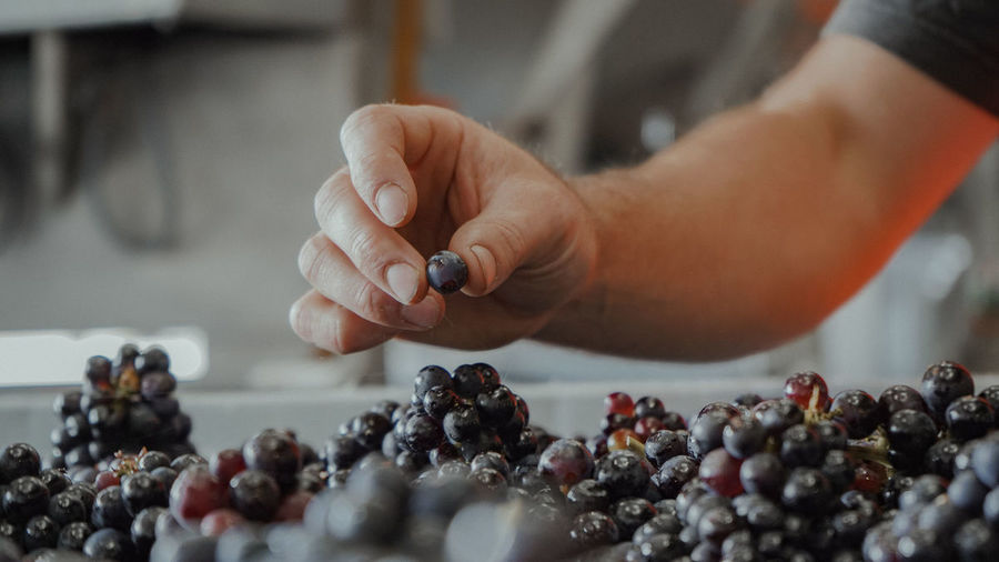 Single berry harvest