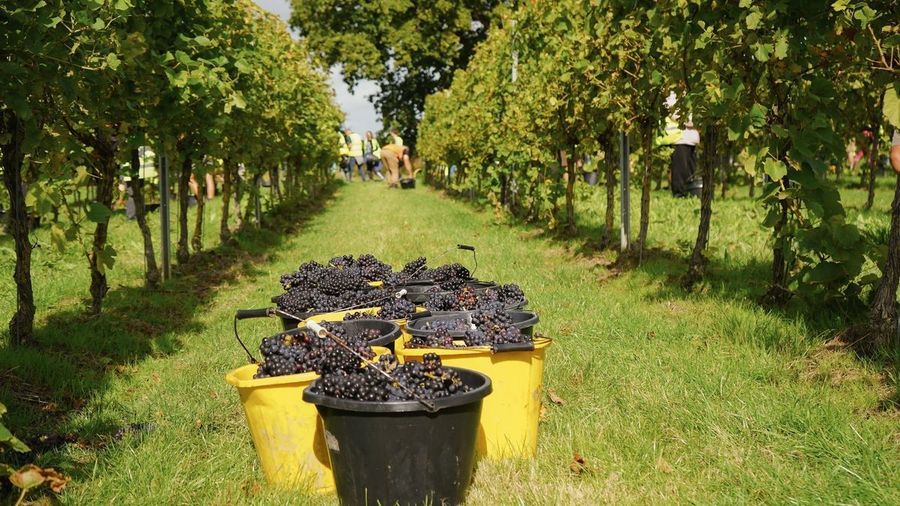 Harvest 2